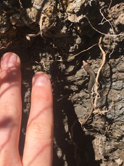 Oligosoma smithi