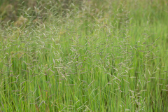 Paspalum denticulatum