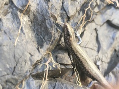 Oligosoma smithi