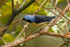 Pipraeidea melanonota