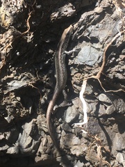 Oligosoma smithi