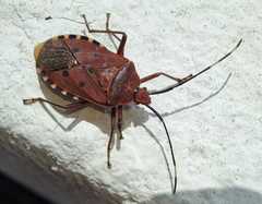 Urochela quadrinotata