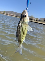 Morone mississippiensis