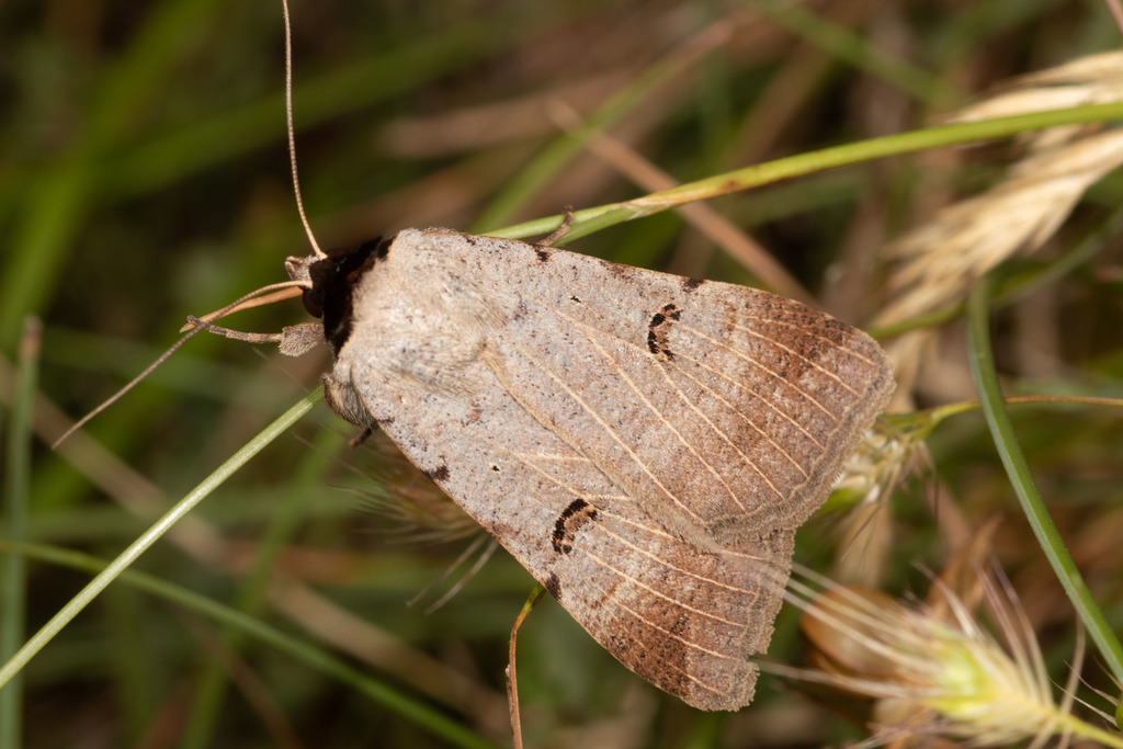 Scarce Blackneck