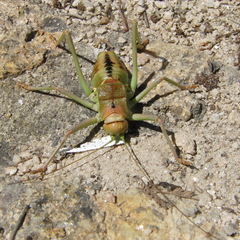 Neocallicrania miegii