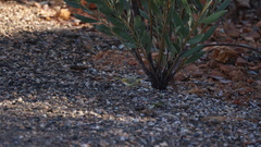 Ptilotula keartlandi