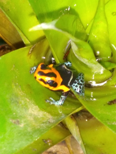 Fantastic Poison Frog, Ranitomeya fantastica