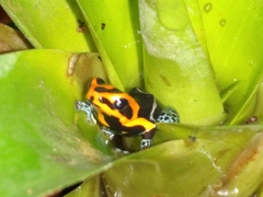 Ranitomeya fantastica