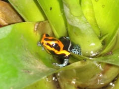 Ranitomeya fantastica