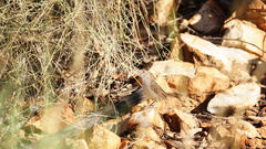 Poodytes carteri