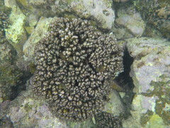 Pocillopora aliciae