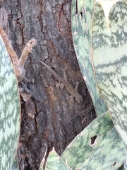 Hemidactylus platyurus