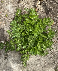 Apieae