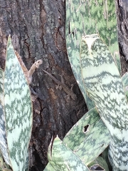 Hemidactylus platyurus