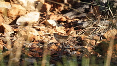 Poodytes carteri
