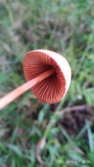 Conocybe