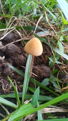 Conocybe