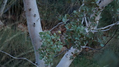 Ptilotula keartlandi