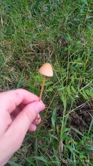 Conocybe