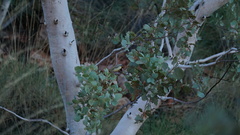 Ptilotula keartlandi