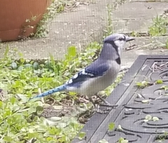 Cyanocitta cristata bromia