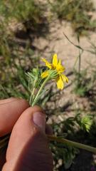 Deinandra pallida