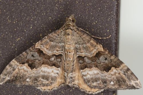 Dark-banded Carpet Moth photo 5