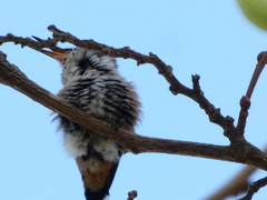 Selasphorus sasin sedentarius