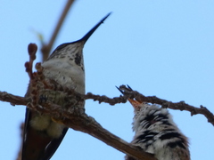 Selasphorus sasin sedentarius