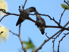 Selasphorus sasin sedentarius
