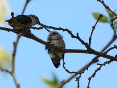 Selasphorus sasin sedentarius