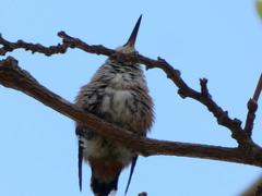 Selasphorus sasin sedentarius