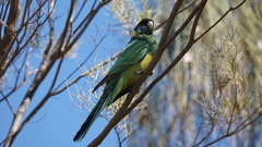 Barnardius zonarius zonarius