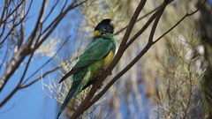 Barnardius zonarius zonarius