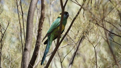 Barnardius zonarius zonarius