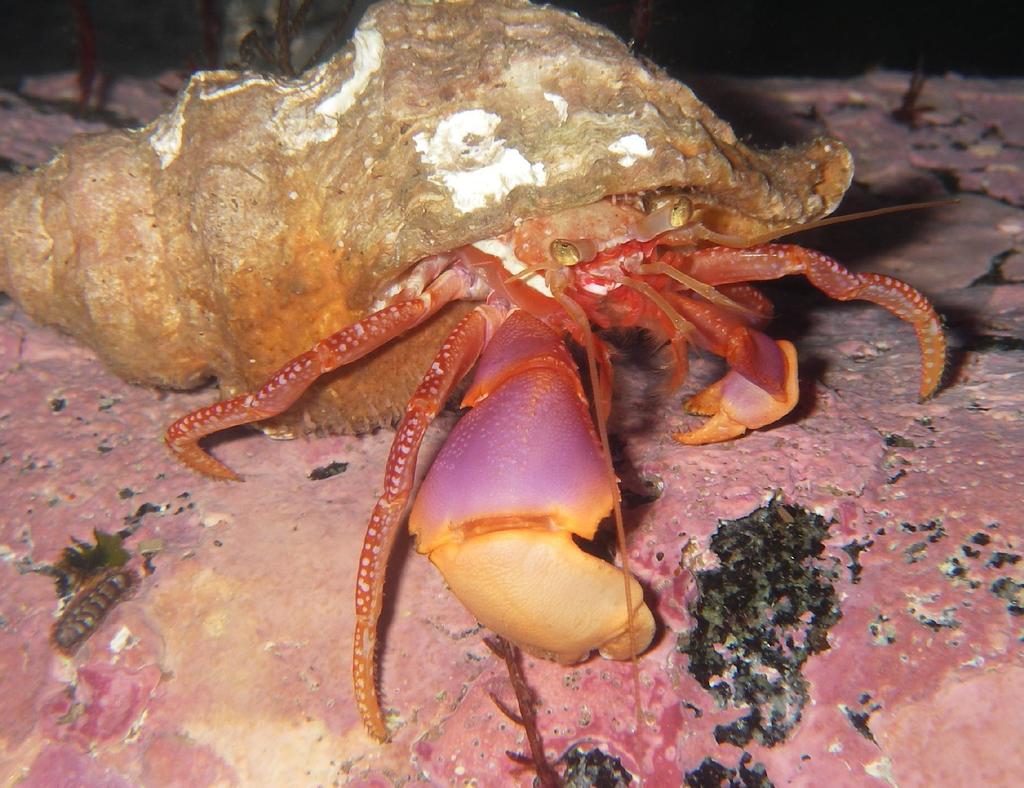 Purple Hermit