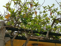Beaumontia grandiflora