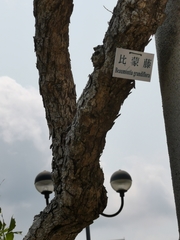 Beaumontia grandiflora