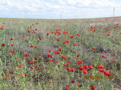 Papaver pavoninum