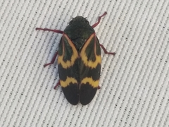 Deois flexuosa