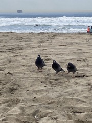 Columba livia domestica