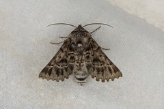 Dinophalus macrophyes