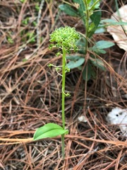 Malaxis elliptica