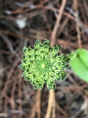 Malaxis elliptica