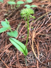 Malaxis elliptica