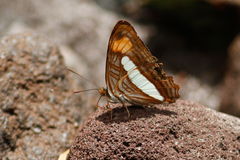 Adelpha thessalia
