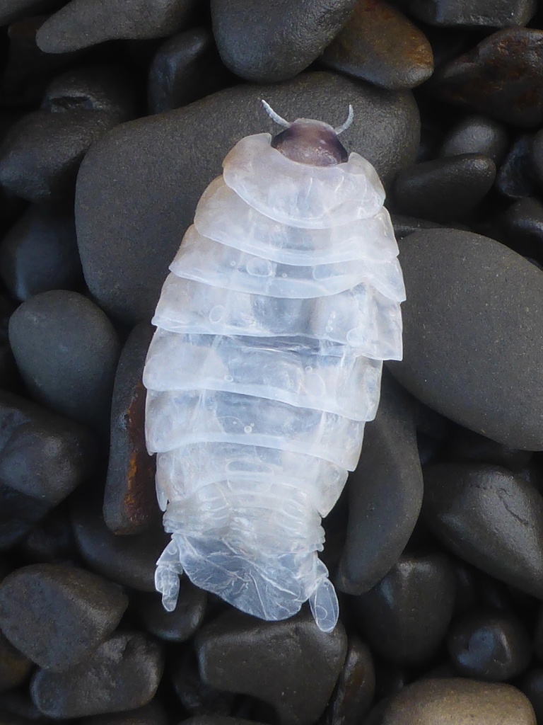 Vulgaris Fish-gill Isopod