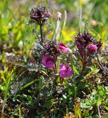 Pedicularis rostratocapitata
