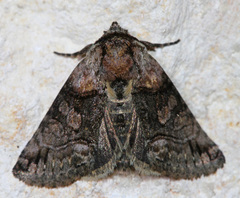 Abrostola microvalis