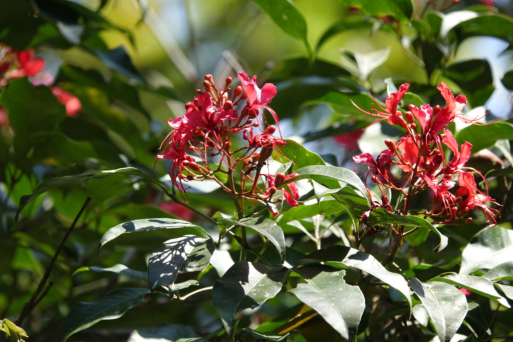 Billia hippocastanum